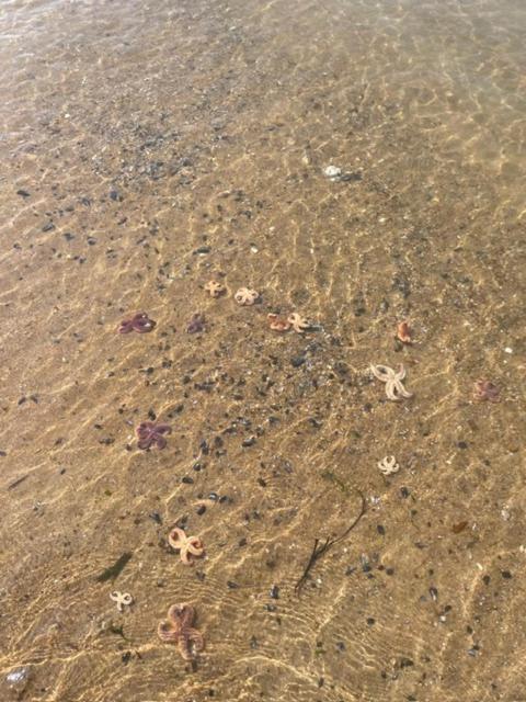 Chambre D'Hotes Pres De La Plage Pornichet Dış mekan fotoğraf
